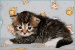 Female Siberian Kitten from Deedlebug Siberians